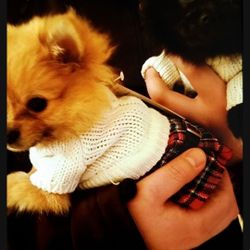 DESIGNER DOGGY OUTFITS 