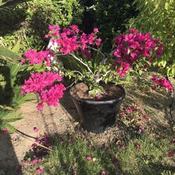 Sculpted bougainvillea plant in black pot