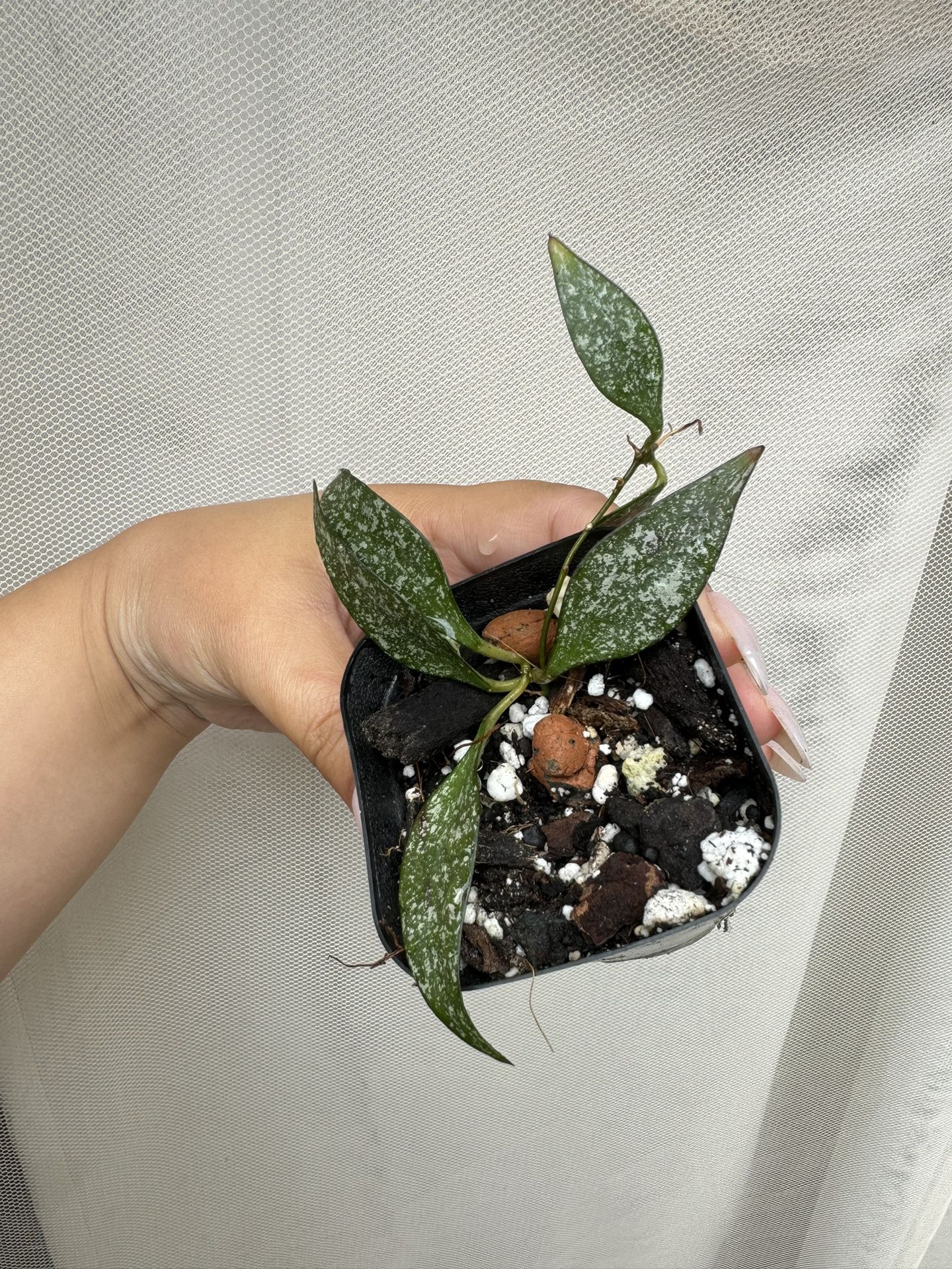 Hoya Parviflora - 3.5” Pot