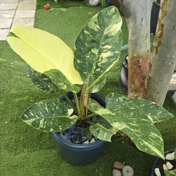 Green Congo Nuclear.