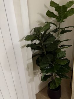 Artificial Fiddle Leaf Fig Plant