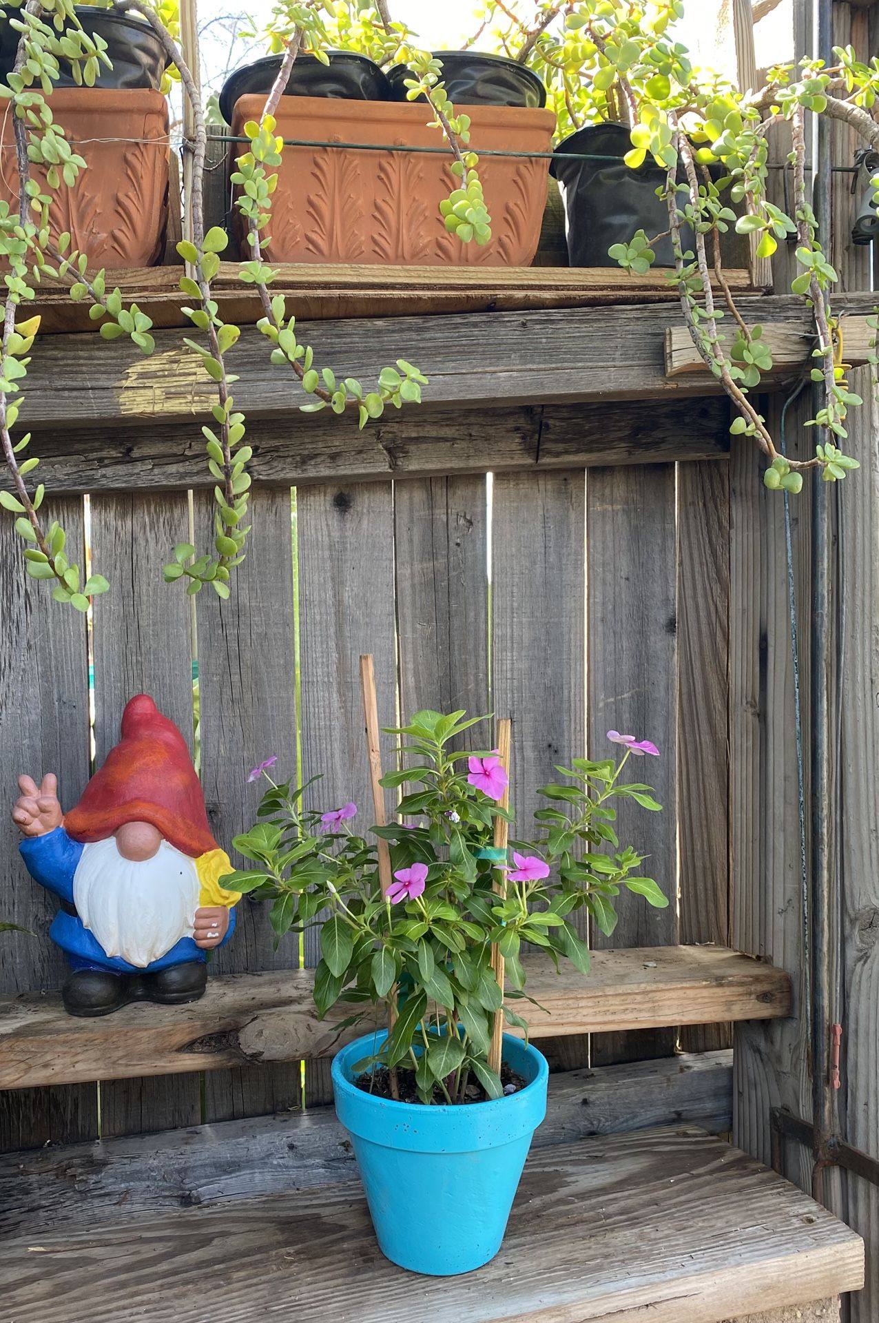 Pink Vinca Polka Dot Plant