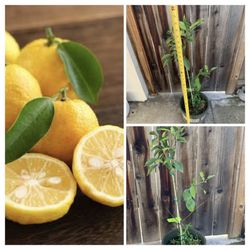 Semi Dwarf Yuzu Citrus Fruit Tree in 5 Gallon Pot Live Plant  Cash only  Pick up in North San Jose, by appointment only  Located near Shell gas statio