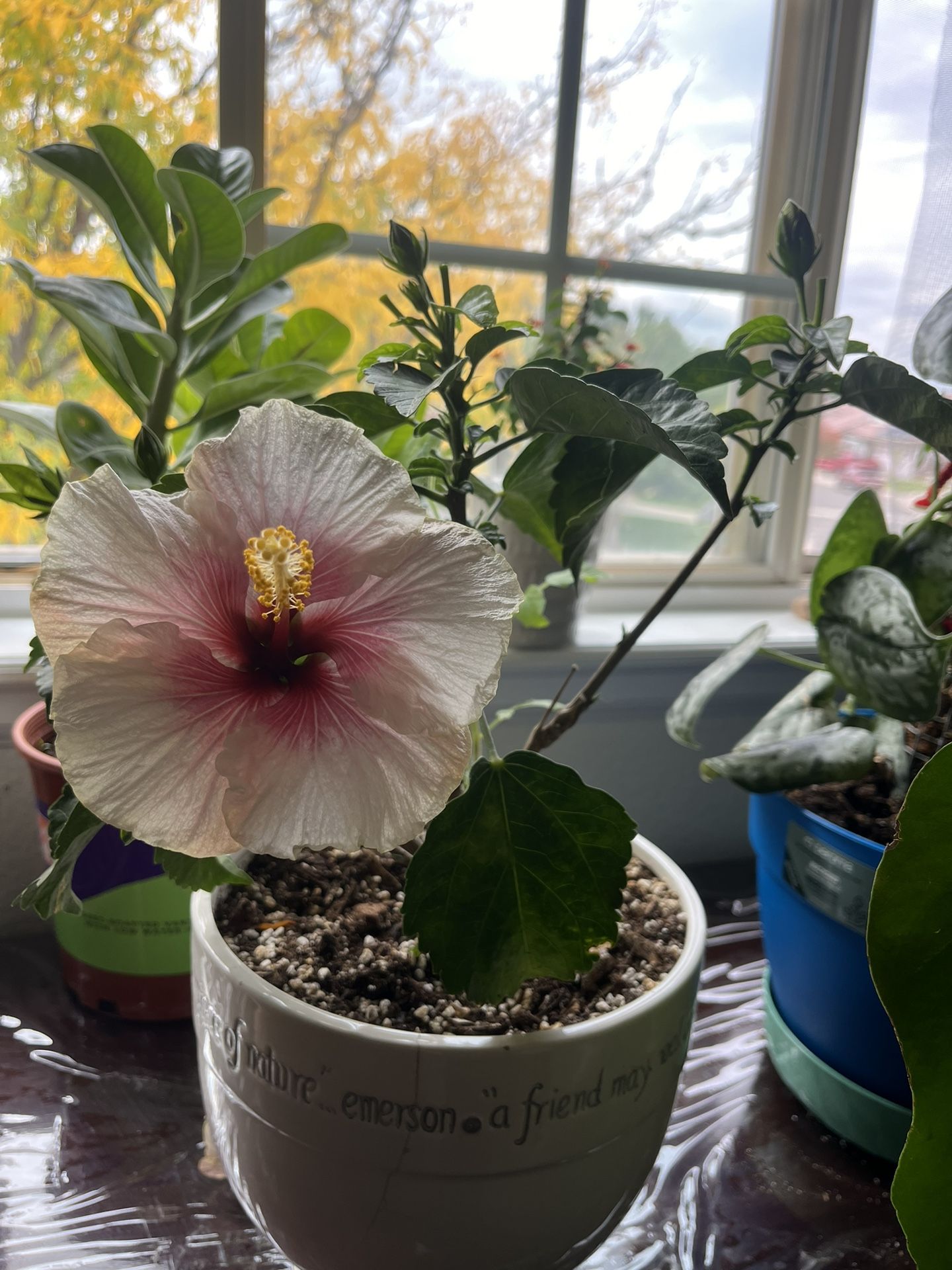 Habiscus Plant
