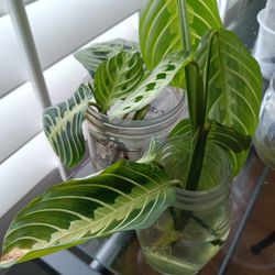 Prayer Plant Cuttings