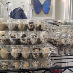 Coturnix Quail Eggs +blues