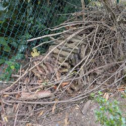 Free Wood Rounds Etc 