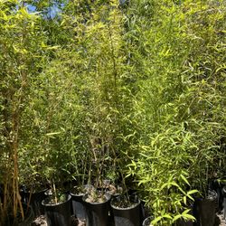 5 Gallon Size Bamboo - Approximately 4-6 Feet Tall 