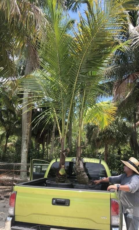 Coconut Palm 25 Gallon