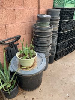 Many plants plastic buckets