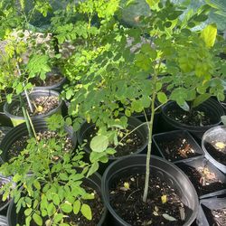 Moringa Trees
