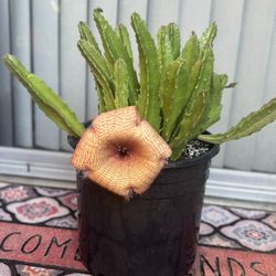 Carrion Flower  🪴🌼🪰🪰XXL