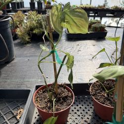 Philodendron Camposportoanum