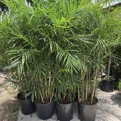 HOME PLANTS- SPECIAL PRICE SEIFRIZII BAMBOO (7 GL)