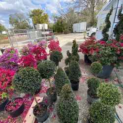 Topiaries!! 🌹🌸💐🌺🌷🌻🌼