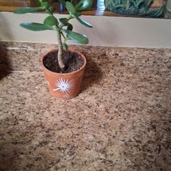 Jade Plant