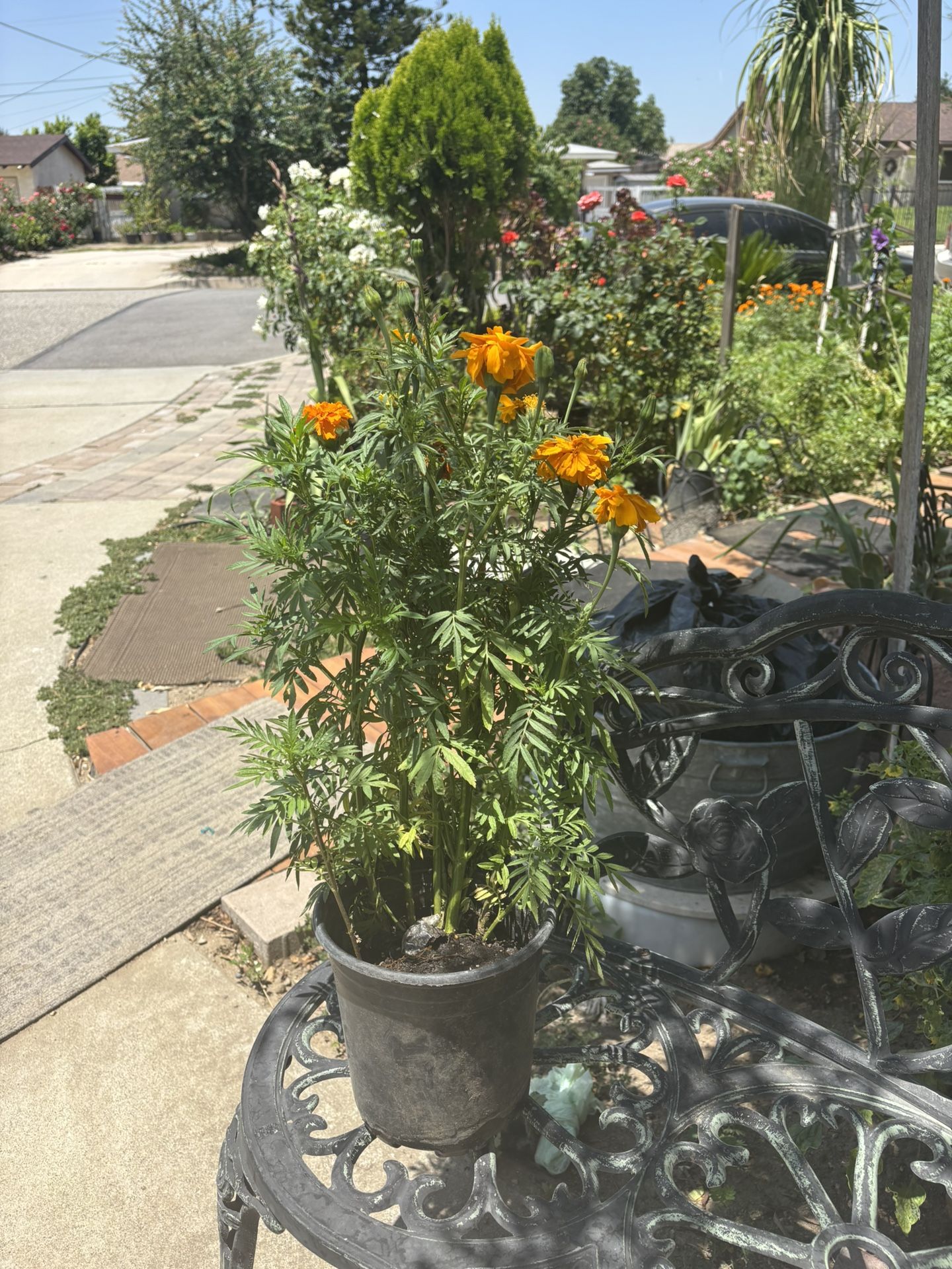 Mary gold Plants