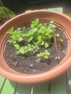 Plants of mint