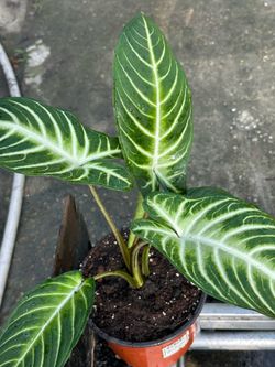 Plantas de sombra y de sol