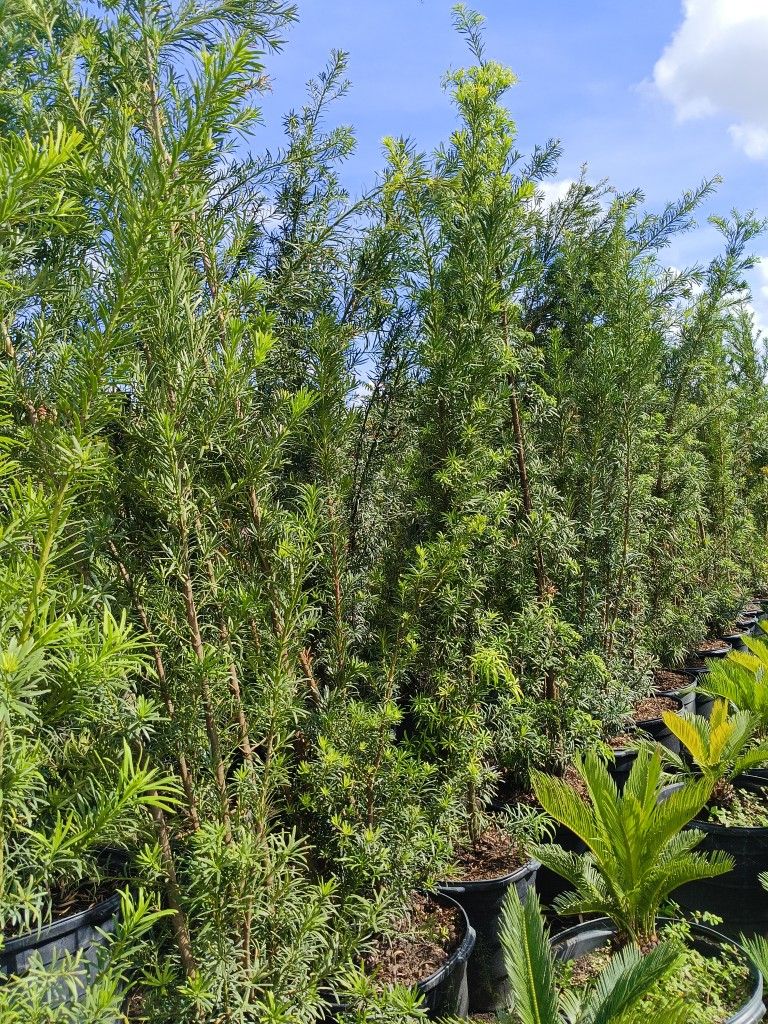 Podocarpus Privacy Hedge Plants 7gl OVERGROWN 6-7ft Only $26