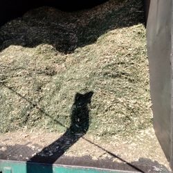 Free Mulch
