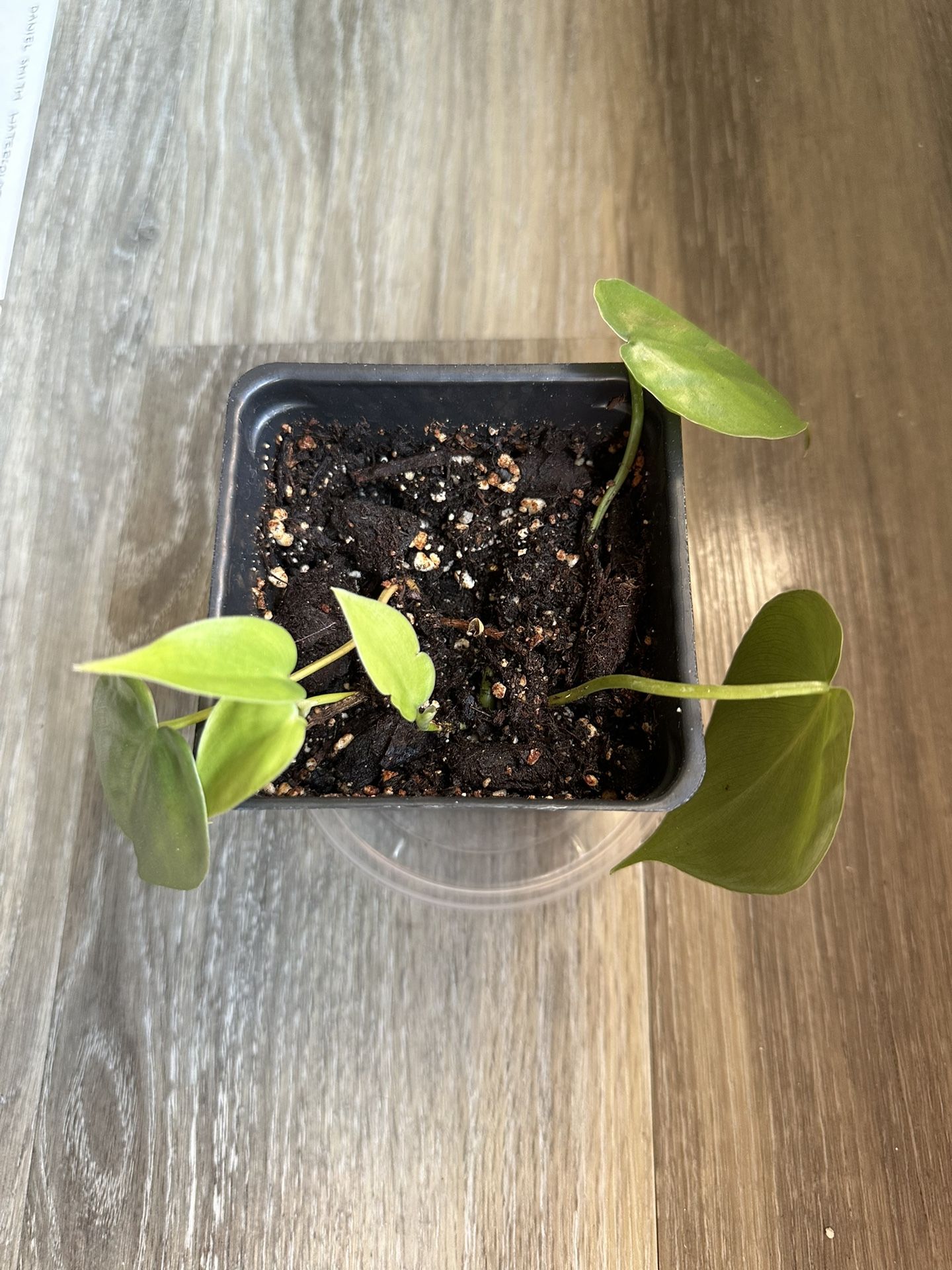 4in Green Heart Leaf Philodendron Plant