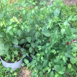 Plantas De Chile Pikin