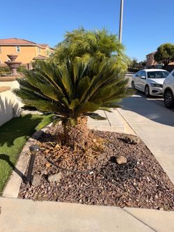 Mature Sago Palm Tree