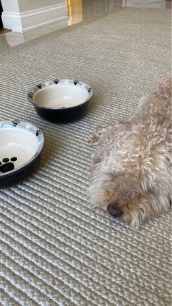 $5/ea - Absolutely Adorable Dog Bowls! Thumbnail