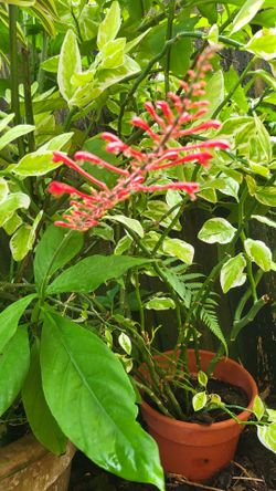 Fire spike plant  (humming bird  attractor)