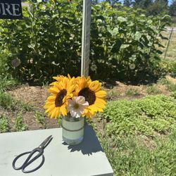 U Pick Sunflowers