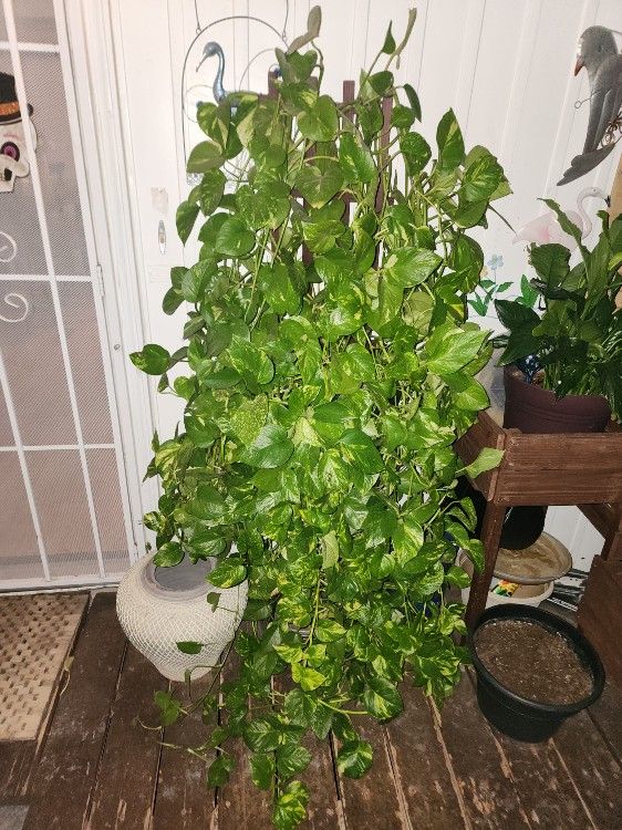 20 Year Old Golden Pothos