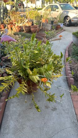 Orange dendrobium orchid