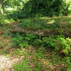 Free Pecan Wood