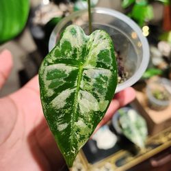 Baby Alocasia Frydek - Varigated Plant