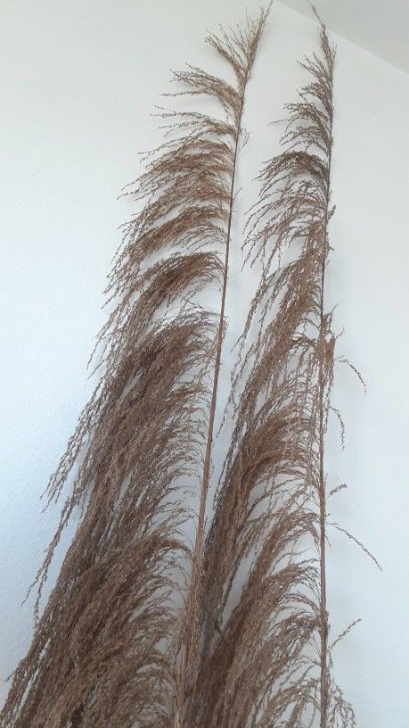 2 Tall Pampas Grass UVA Stalks