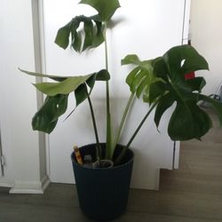 Monstera