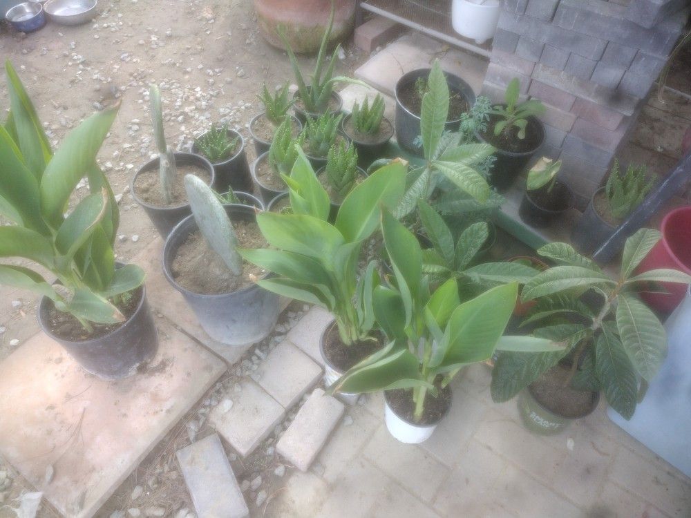 Guayaba, Chirimoya Plants All Kinds Etc