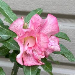 6” Bonsái Desert Rose