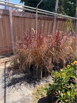 Purple fountain grass 5 gal