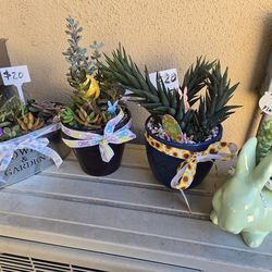 Spring arrangements and stand alone succulents at lower than retail prices