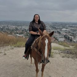 Job Working With Horses 
