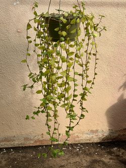 Tradescantia fluminensis, plant