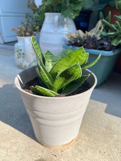 Snake plant