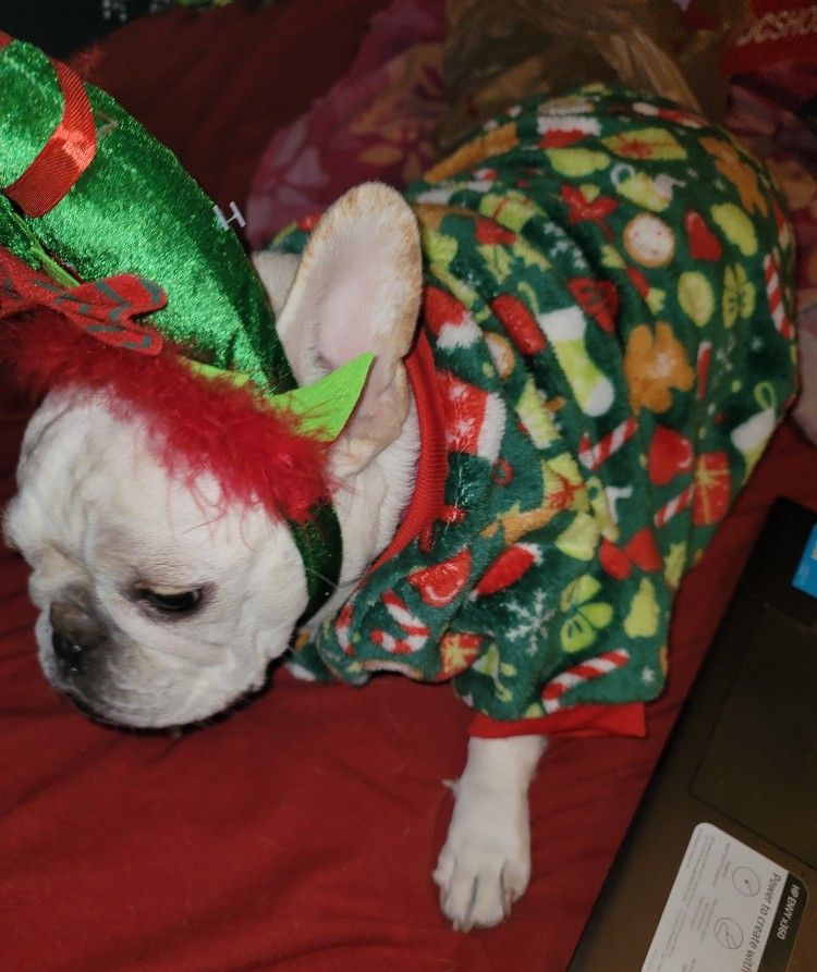 Dog Christmas 🎄 Pajamas SIZE XL NWOT