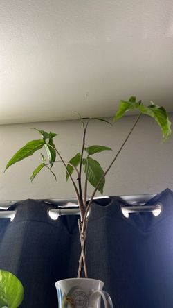 House plant in tea mug planter