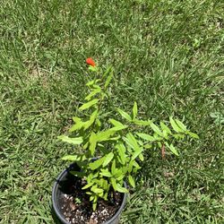 Deshi Pomegranate Tree ( Sweet And Soft Seed Inside) 1 Ft + Tall 