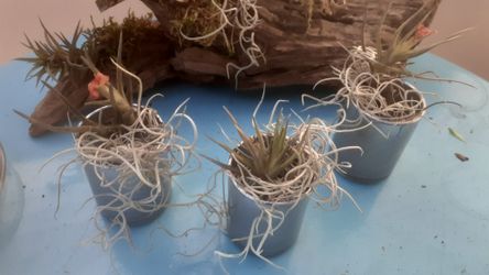 Red flowering Thilandsia airplant trio silver vase ..great gift easy care nurse teacher graduation plant nature lover gift
