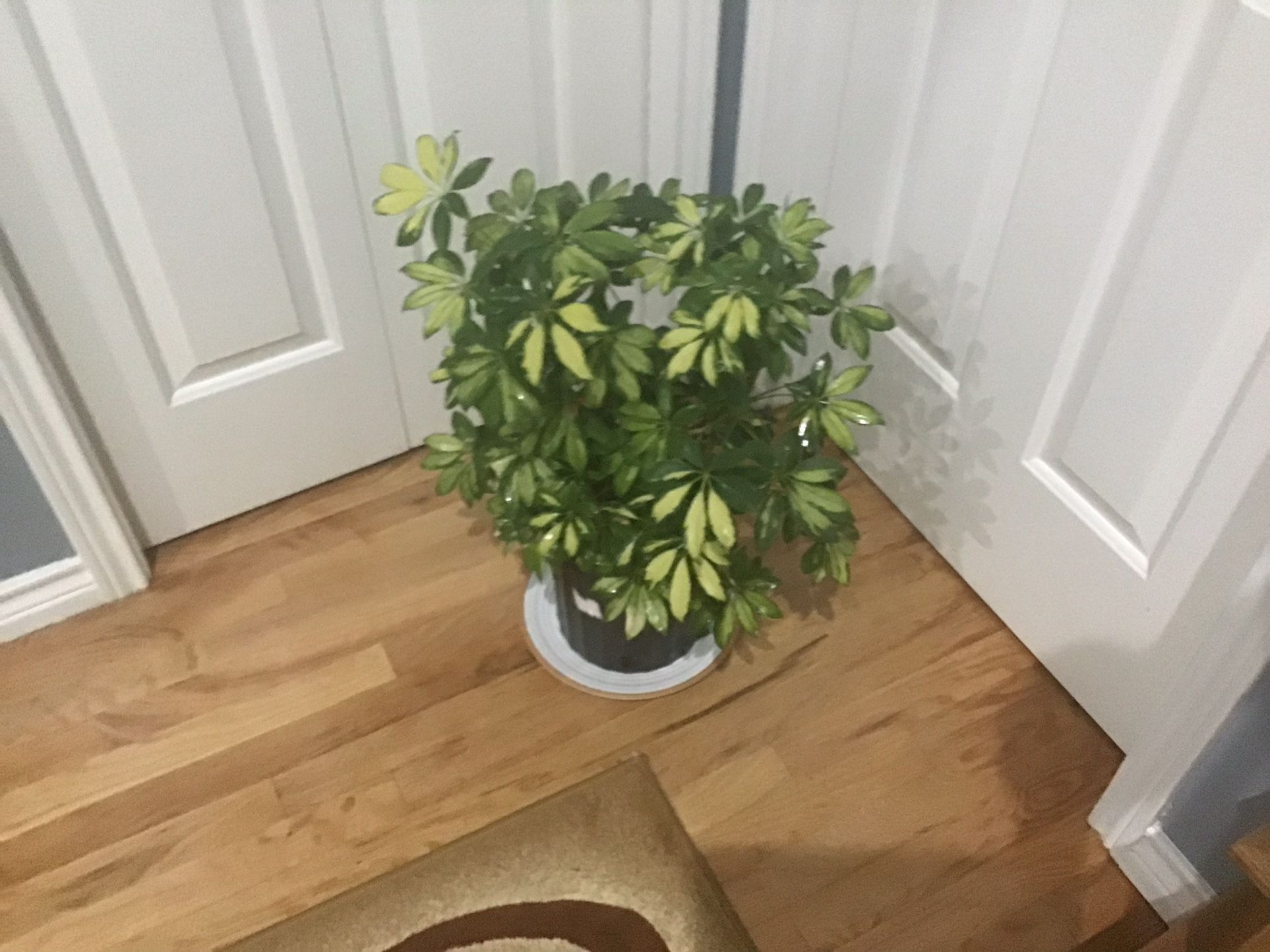 Plant