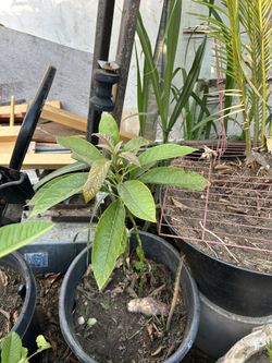 Avocado Trees